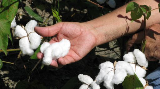 Indecopi inicia investigación de oficio a la importación de algodón de EE.UU.
